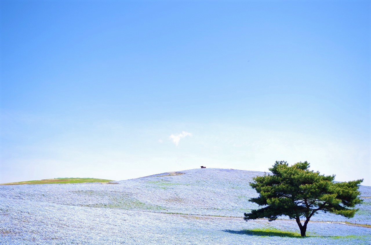 Millions of Blue Flowers Are Blooming in This Japanese Park, and