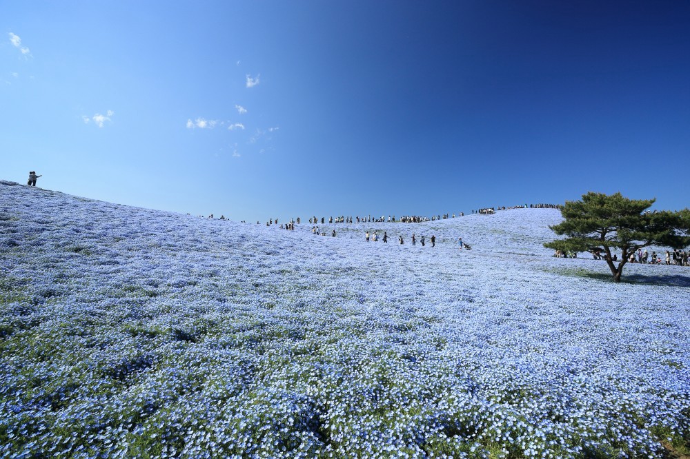 Nemophila Harmony at Hitachi Seaside Park 2024 Japan Web Magazine