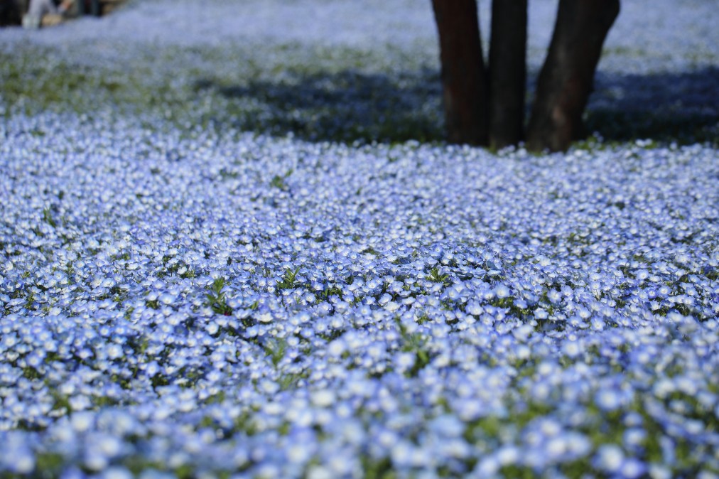 Nemophila Harmony at Hitachi Seaside Park 2024 Japan Web Magazine