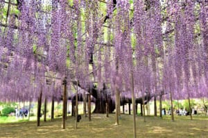 Ashikaga Flower Park Great Wisteria Festival