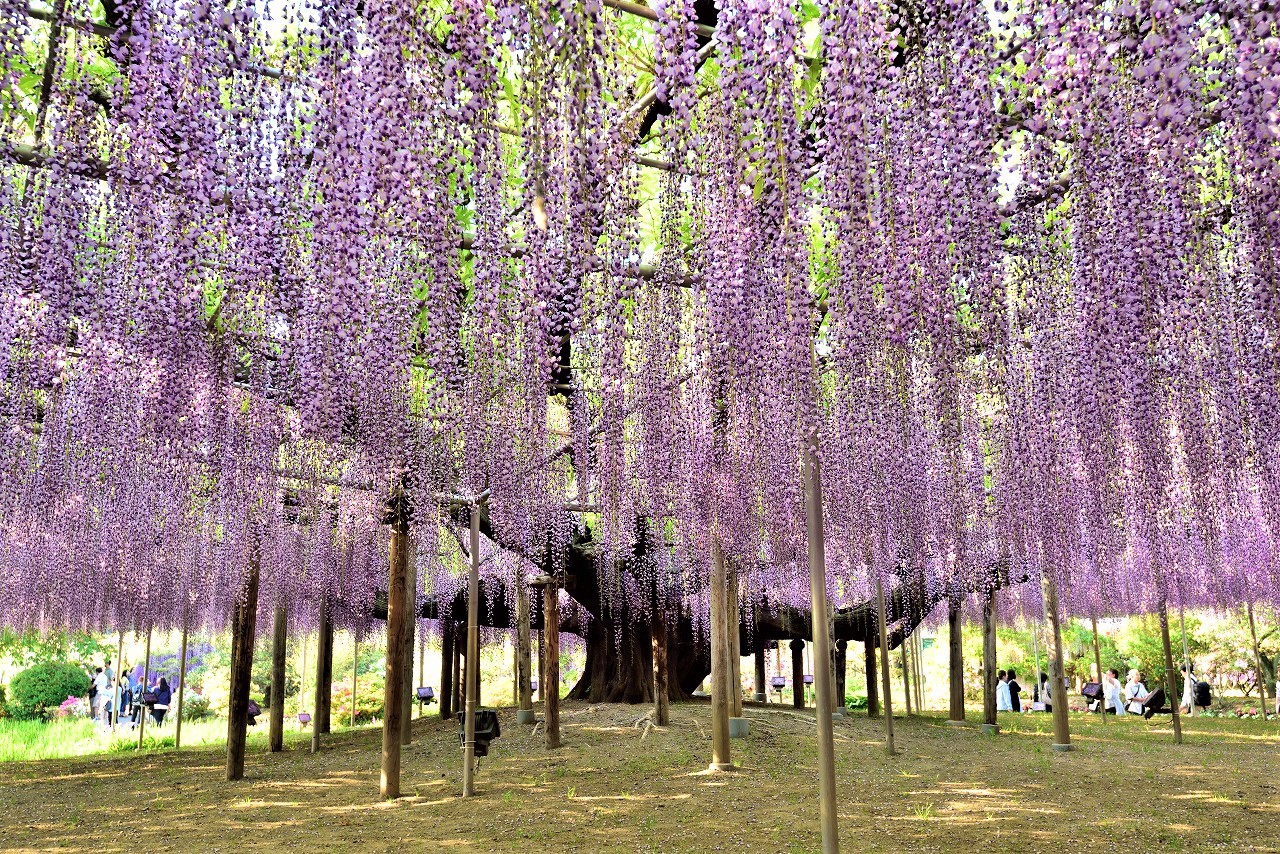 2020 Great Wisteria Festival at Ashikaga Flower Park