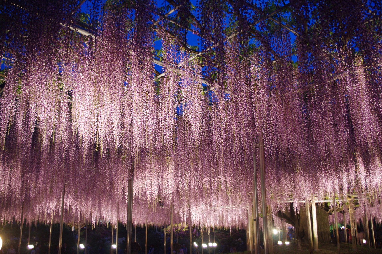 2019 great wisteria festival at ashikaga flower park - japan web