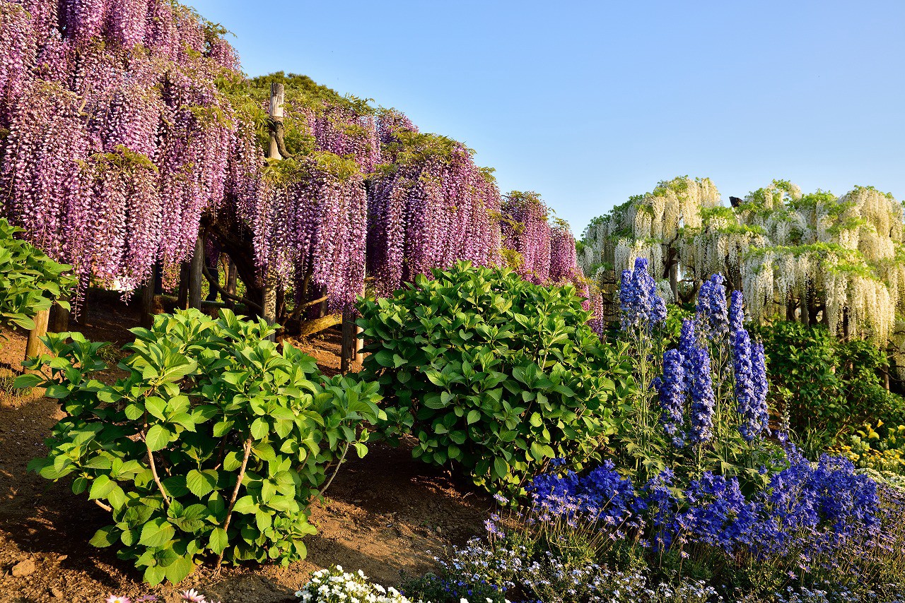 Ashikaga Flower Park Great Wisteria Festival 2024 Japan Web Magazine