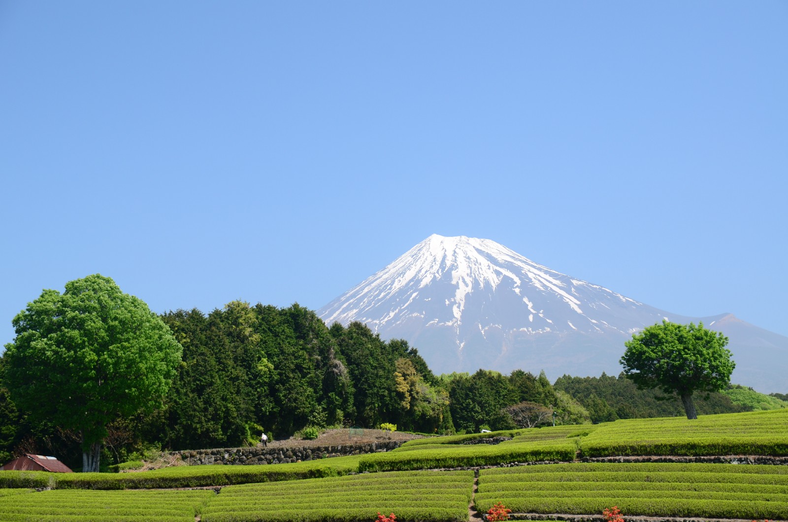 shizuoka tea plantation tour