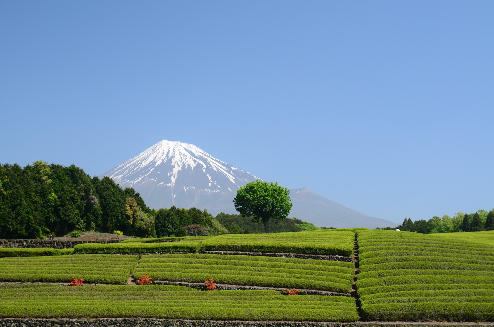 shizuoka tea plantation tour