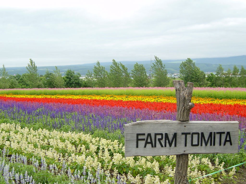 Colourful flowers in Farm Tomita in Hokkaido