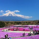 富士芝櫻祭 