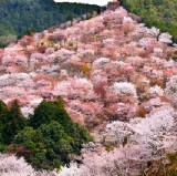吉野山櫻花