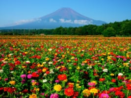 Lake Yamanaka Flower Park: Colourful Flowers next Mt.Fuji