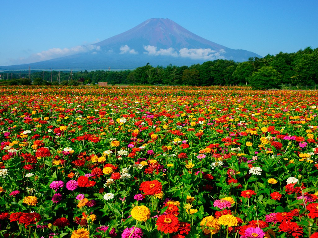 Lake Yamanaka Flower Park Colourful Flowers Next Mt Fuji Japan Web Magazine