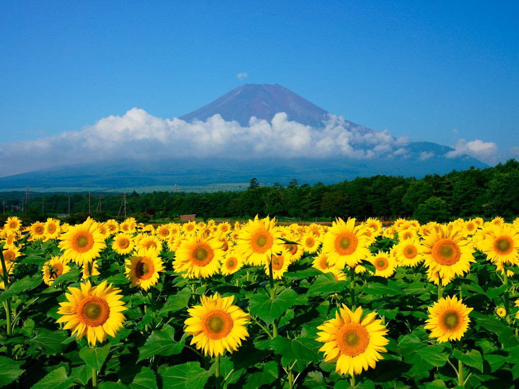 Lake Yamanaka Flower Park: Colourful Flowers next Mt.Fuji - Japan Web Magazine