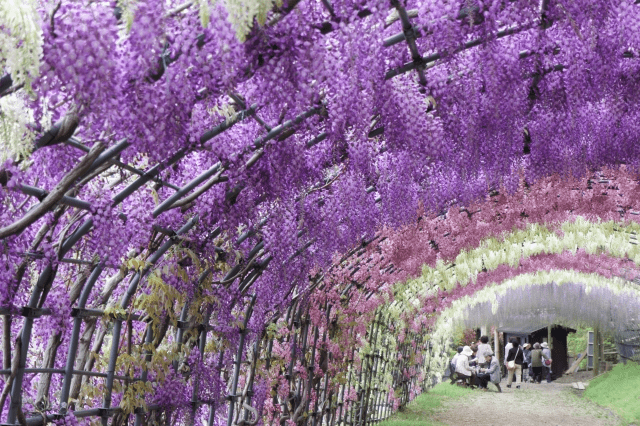 The elegant tunnel of Wisteria flowers