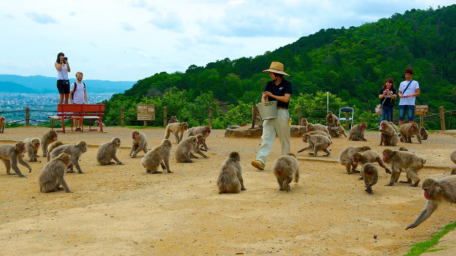 Arashiyama Monkey Park Iwatayama Kyoto Japan Web Magazine