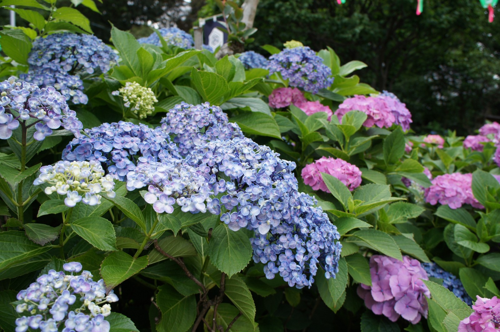 東京繡球花（紫陽花）：賞花3大地點