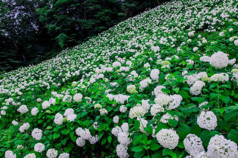 5 Best Spots For Hydrangeas Viewing In Tokyo 21 Japan Web Magazine