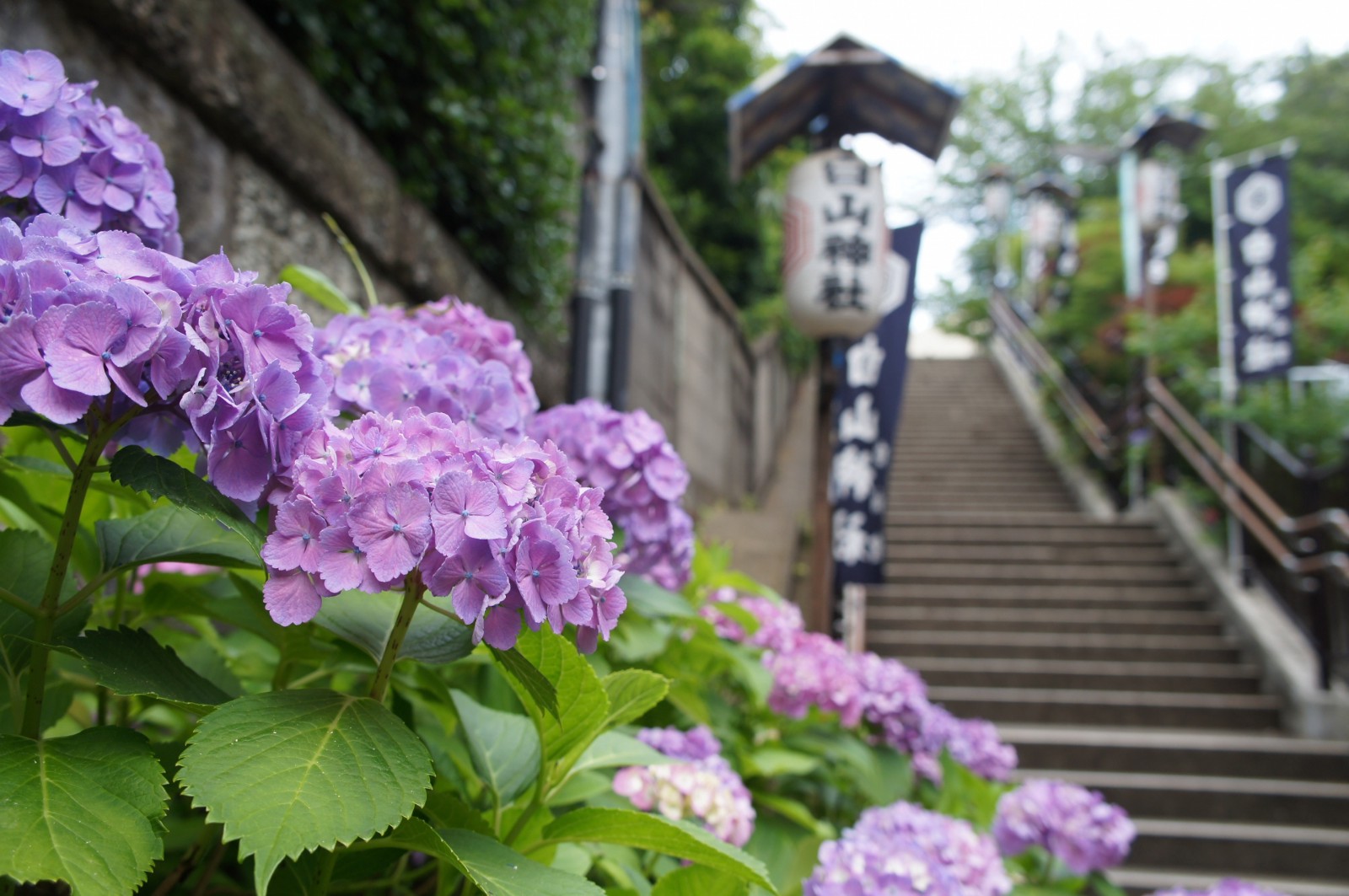 5 Best Spots For Hydrangeas Viewing In Tokyo 21 Japan Web Magazine