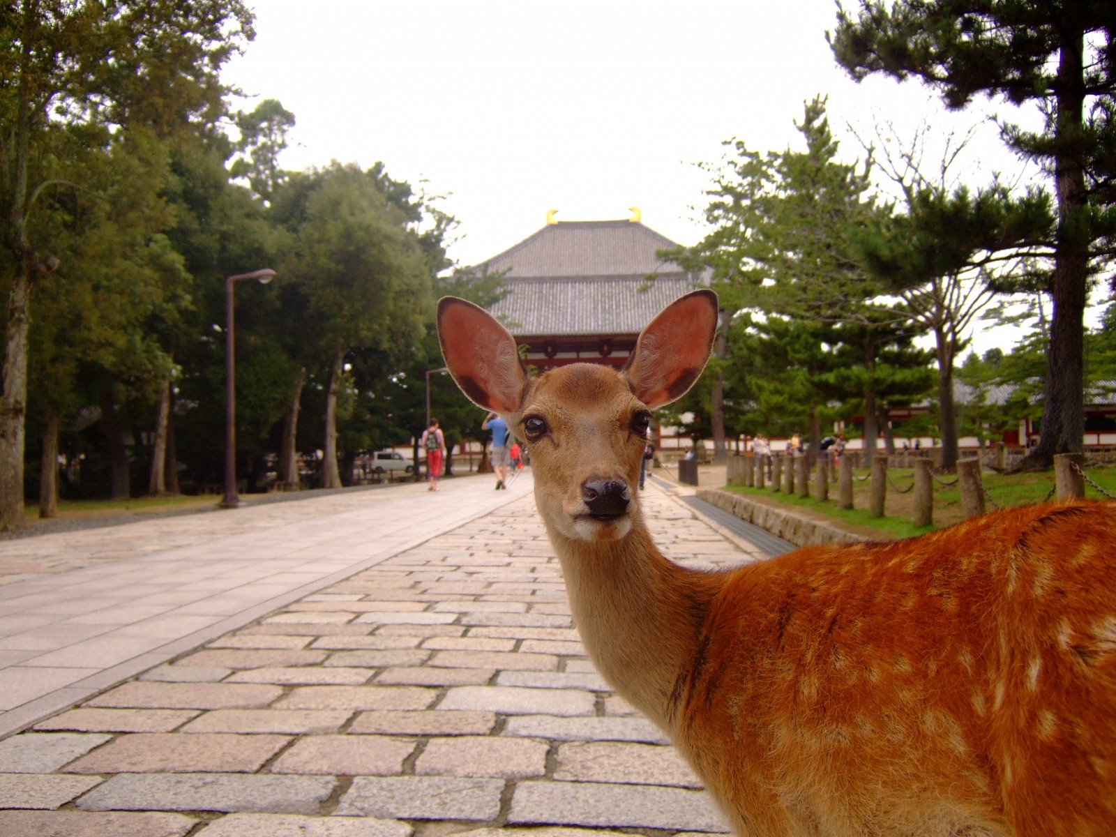 10 Best Things To Do In Nara Japan Web Magazine