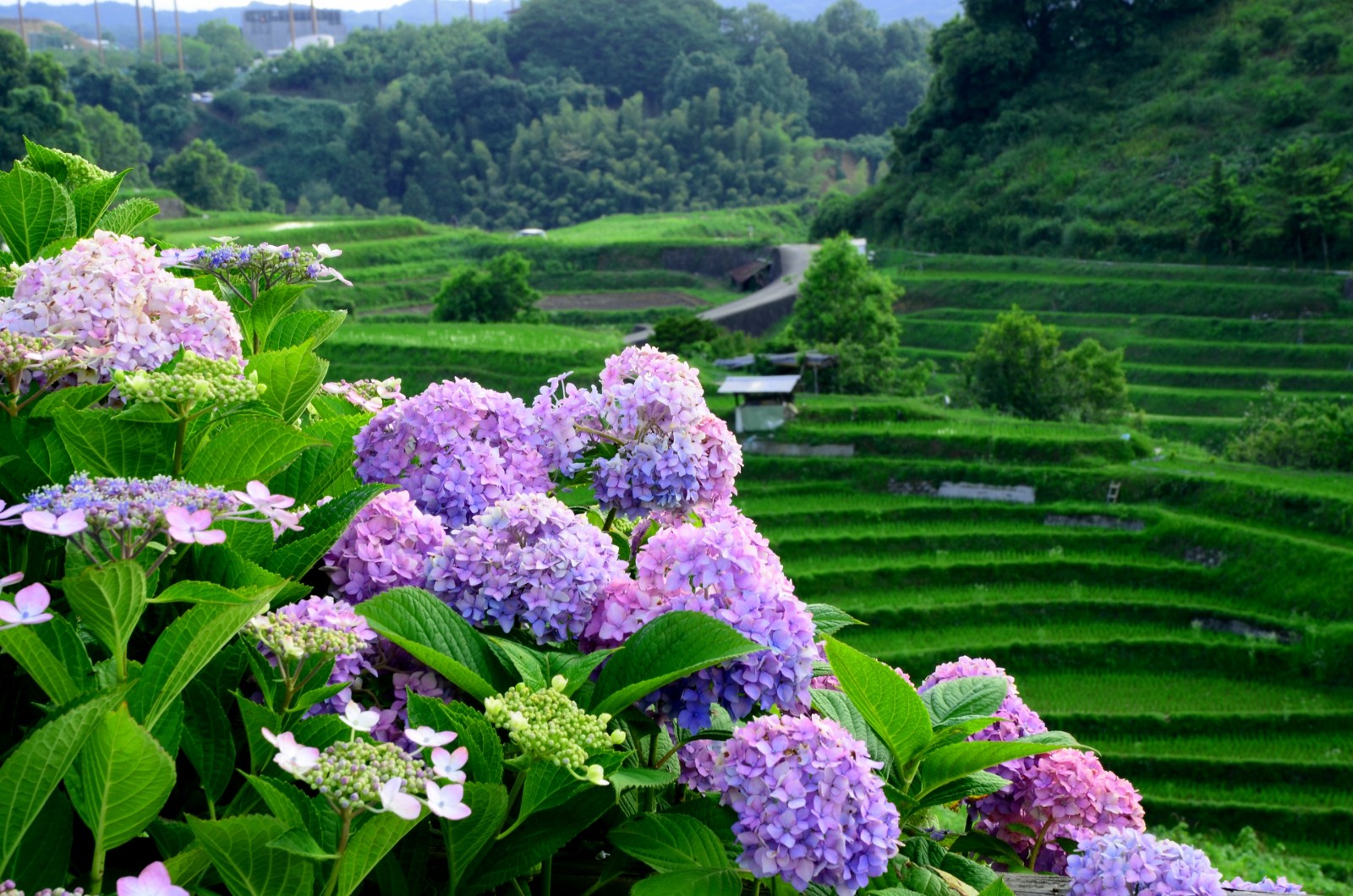 Beautiful hydrangea in Japan in June