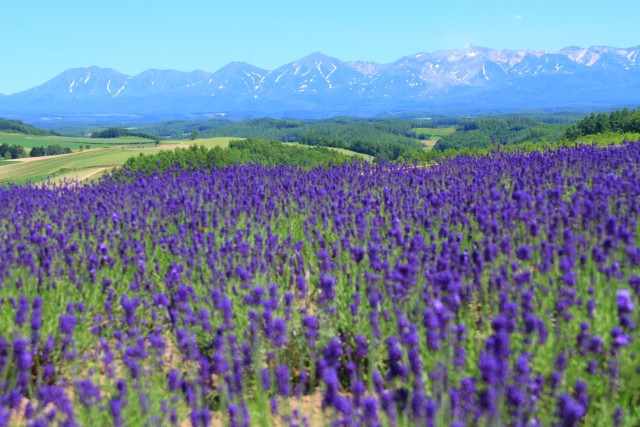 Lavender fields and the magnificent mountain range in Hokkaido