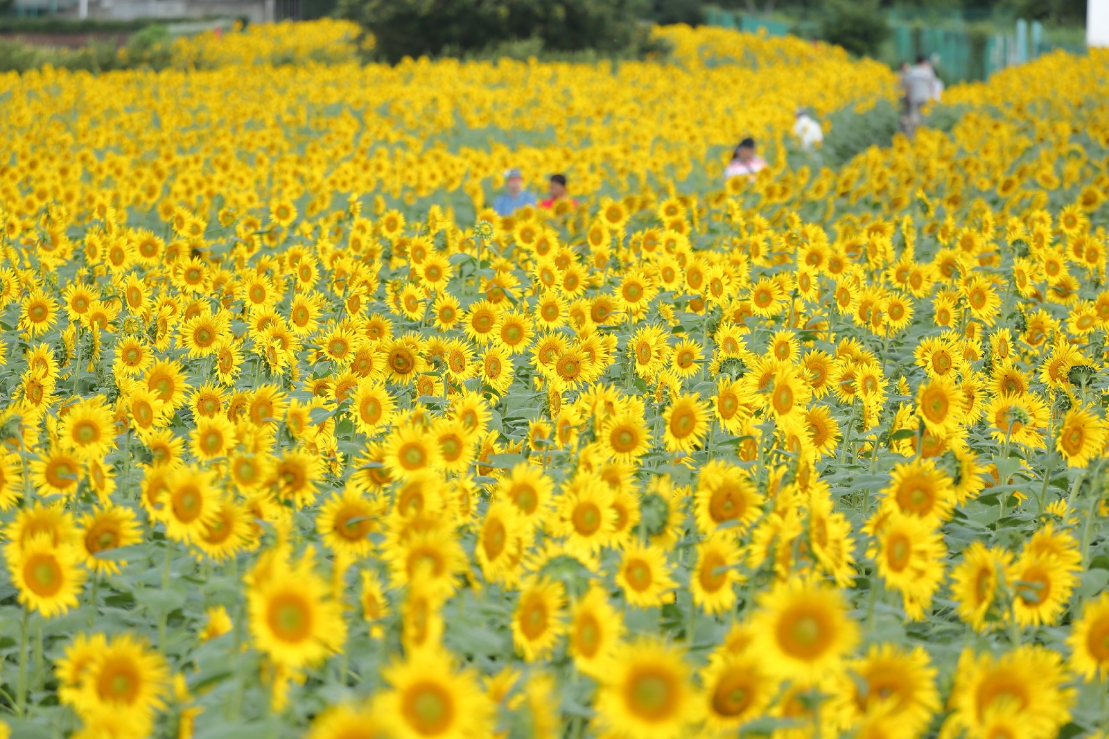 Kiyose Sunflower Festival 2021: Don’t Miss the Largest Sunflower Field ...