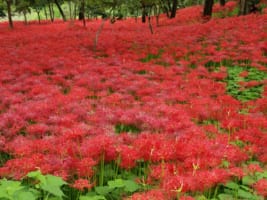 Kinchakuda Higanbana Fields: Enjoy Fiery Red Flowers near Tokyo!