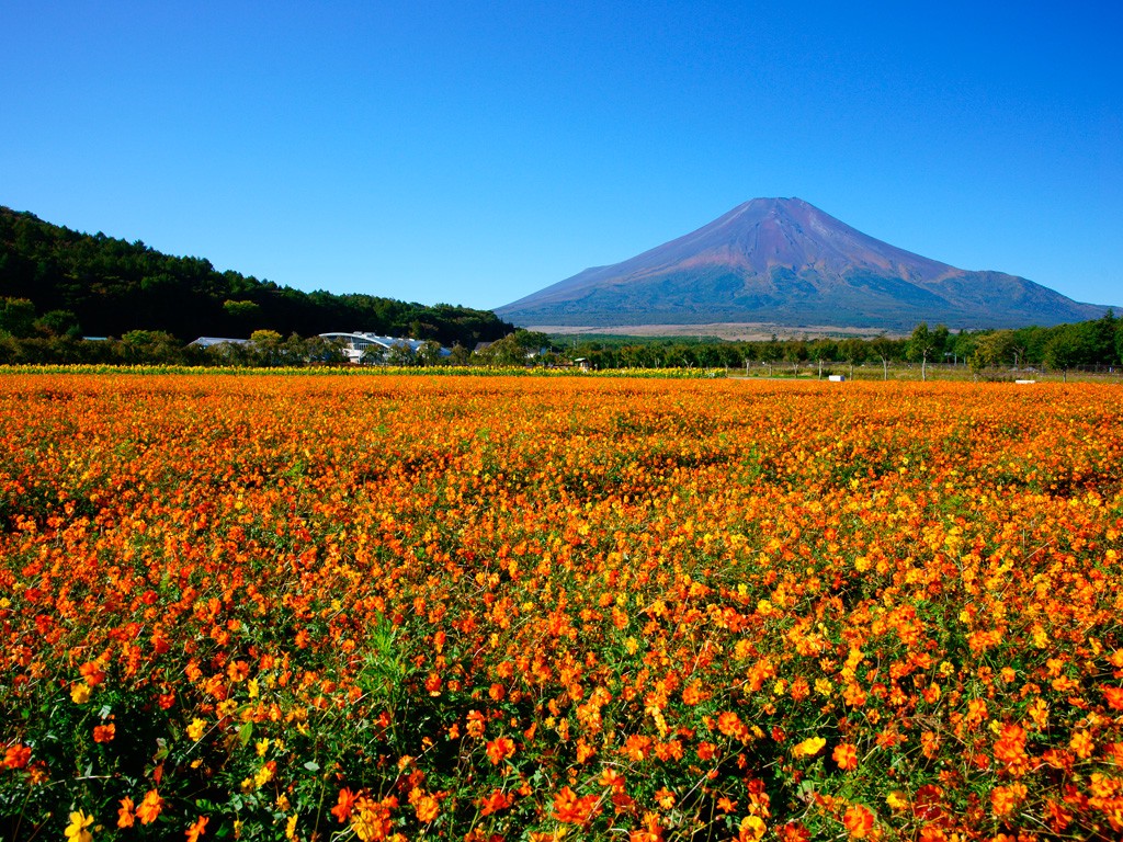 The golden cosmos field on the foot of Mt Fuji