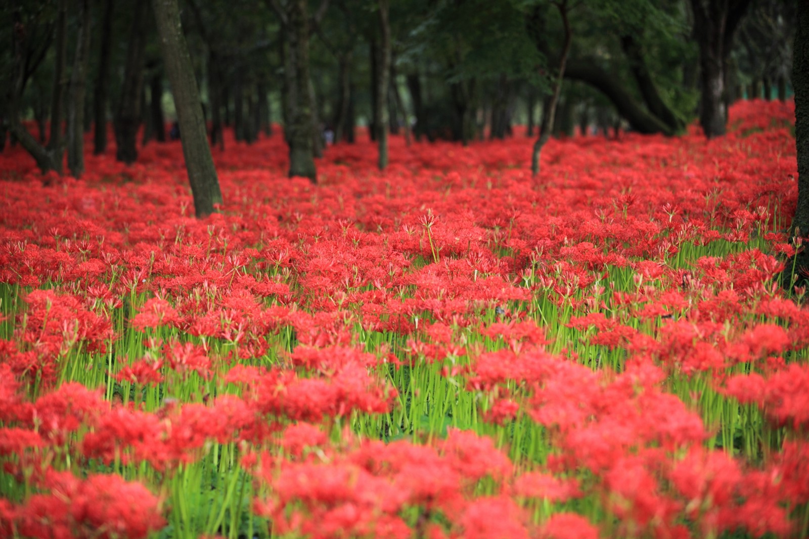Burning red Higanbana flower field near Tokyo