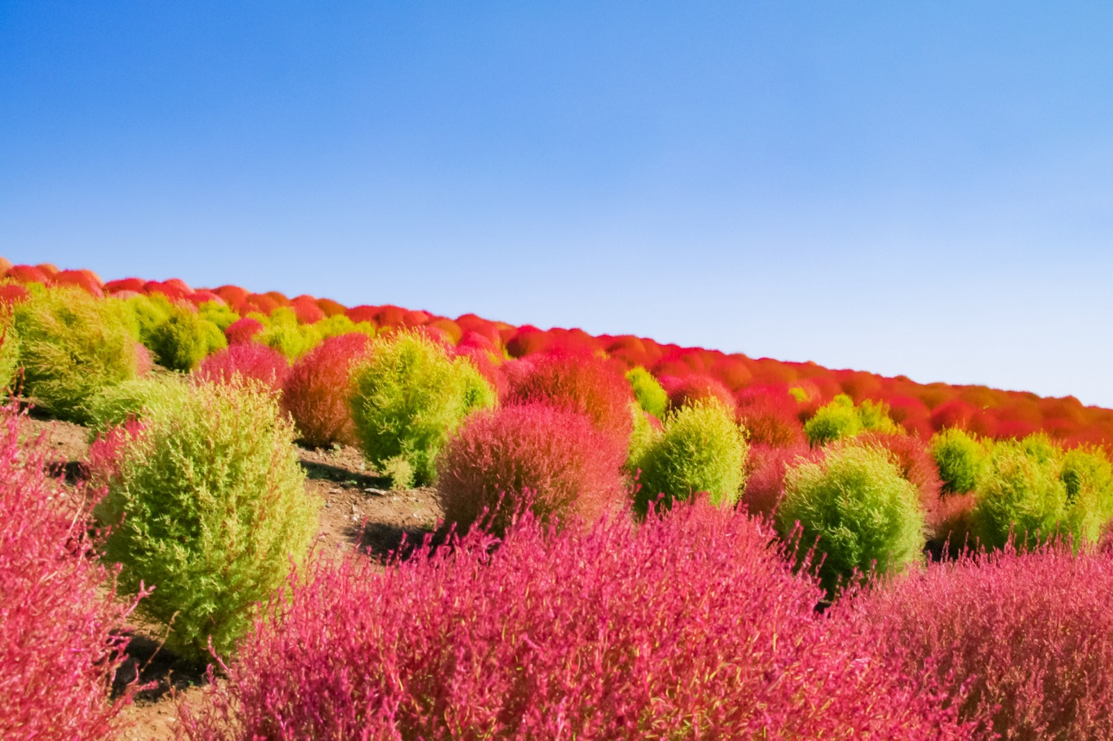 Kochia Carnival at Hitachi Seaside Park 2023 Autumn Japan Web Magazine