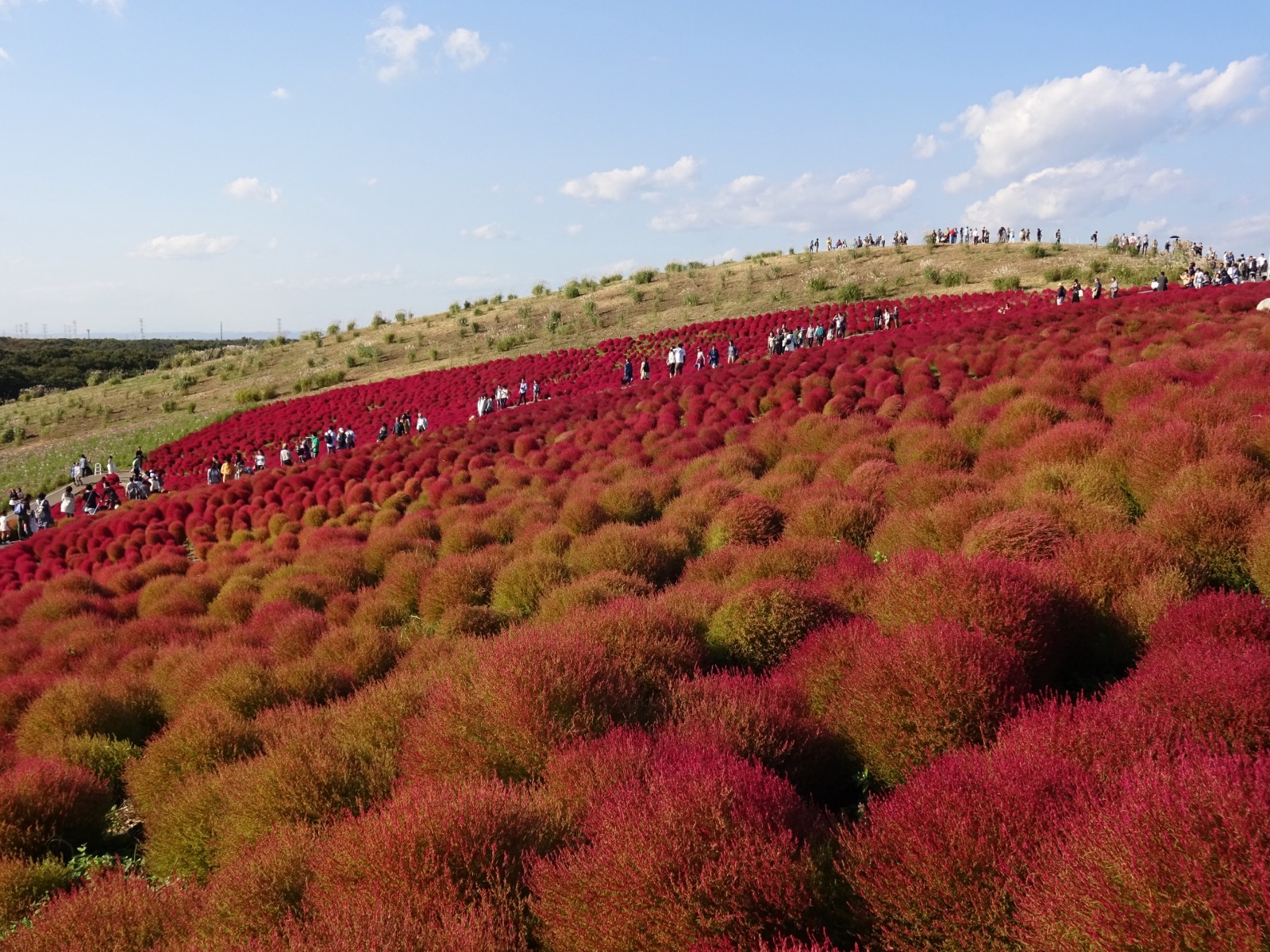 Kochia Carnival at Hitachi Seaside Park 2023 Autumn Japan Web Magazine