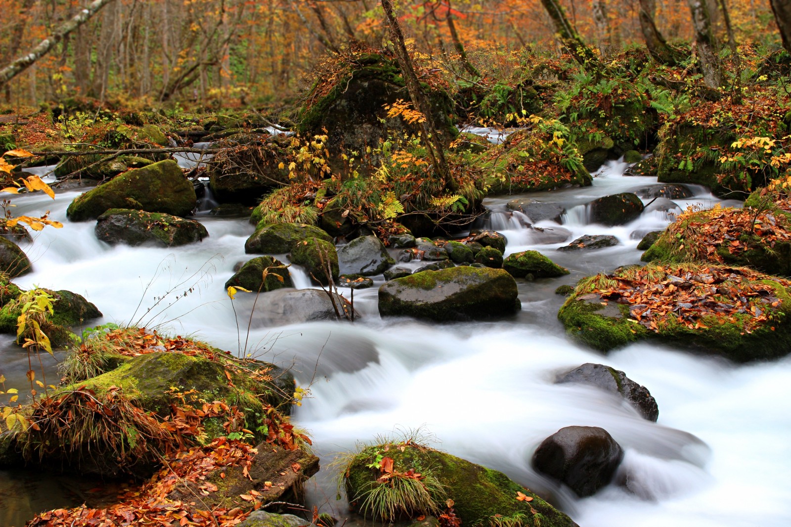 mejores lugares para ver el otoño en Japón