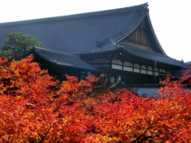 Autumn leaves at Tofukuji Temple in Kyoto