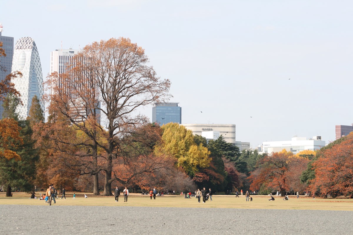 Shinjuku Gyoen is a popular spot for autumn leaves viewing in Tokyo