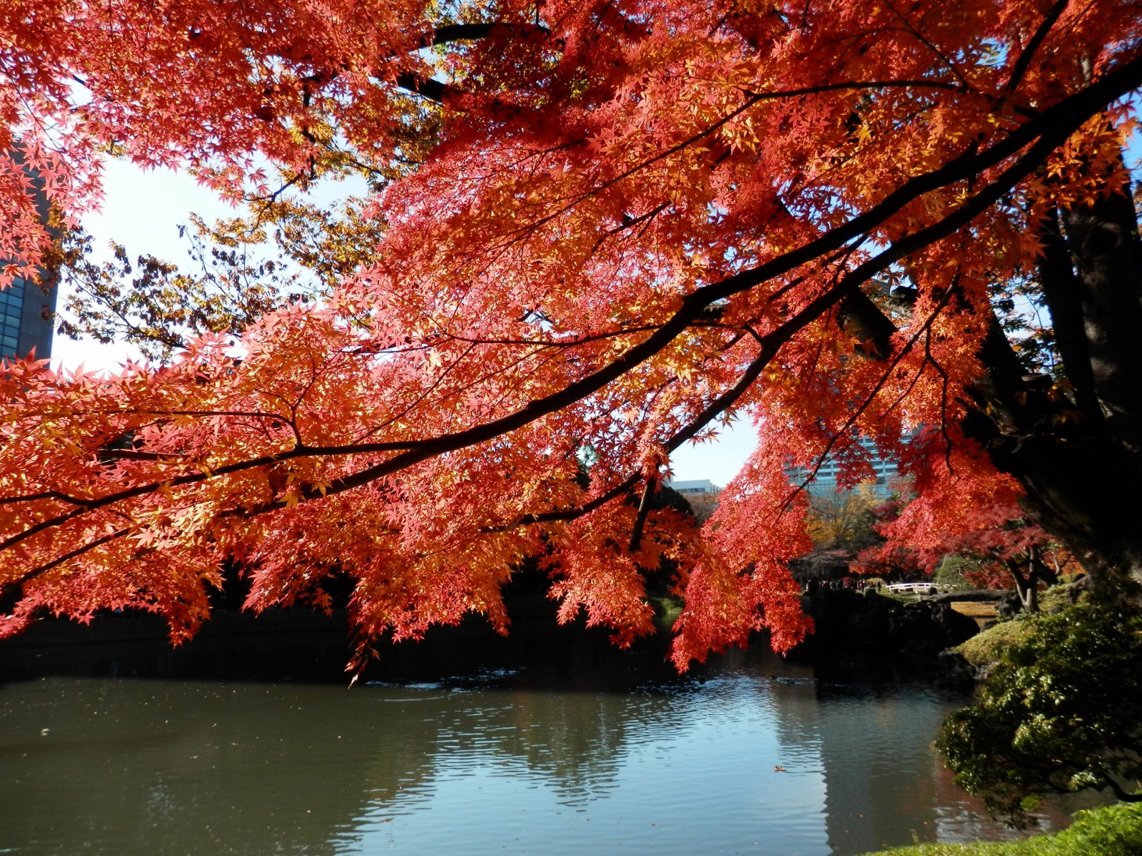 Colourful autumn leaves at Koishikawa Korakuen Garden