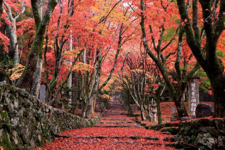 Japan Autumn Travel Guide