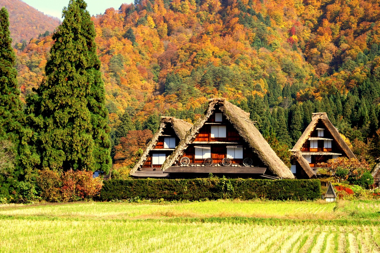 Gassho-zukuri houses with autumn leaves