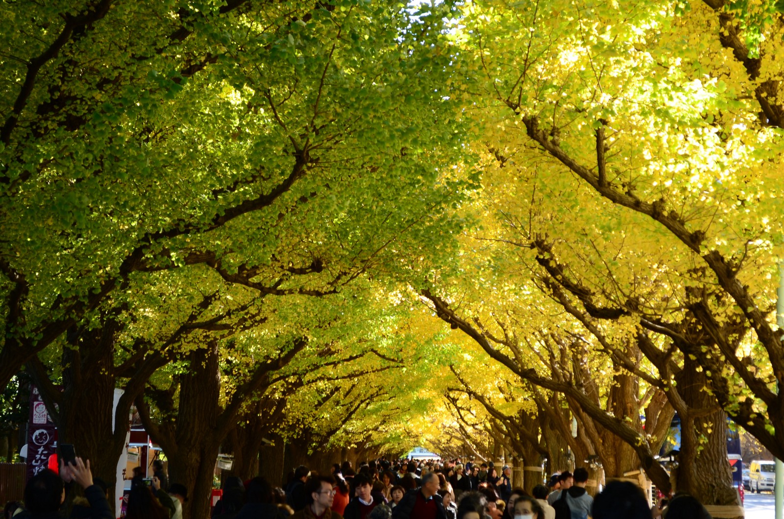 Meiji Jingu Gaien Ginkgo Festival