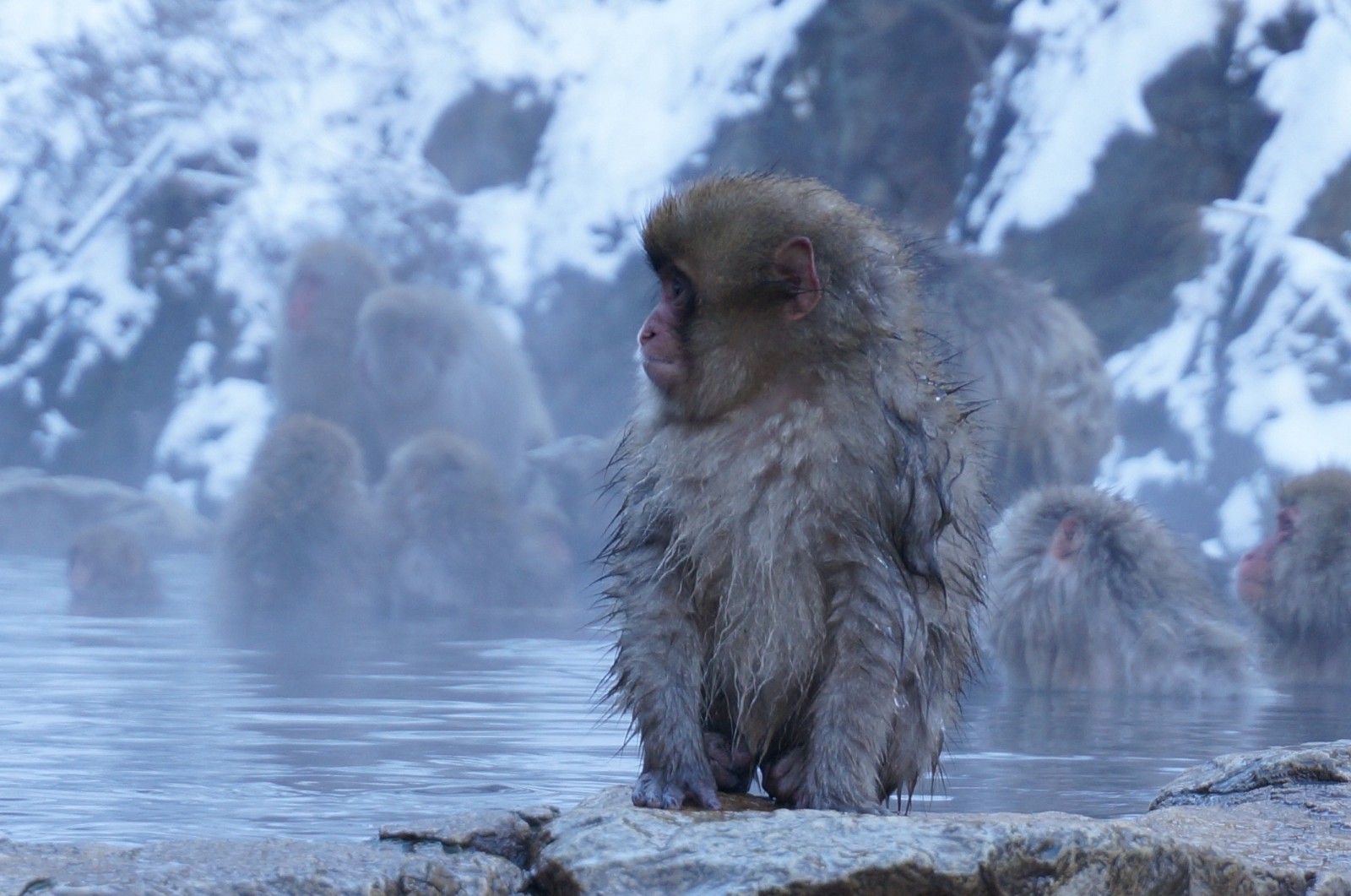 Jigokudani Monkey Park: Meet Snow Monkeys - Japan Web Magazine