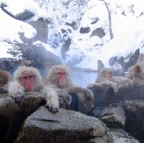 地獄谷野猿公園：遇見雪猴