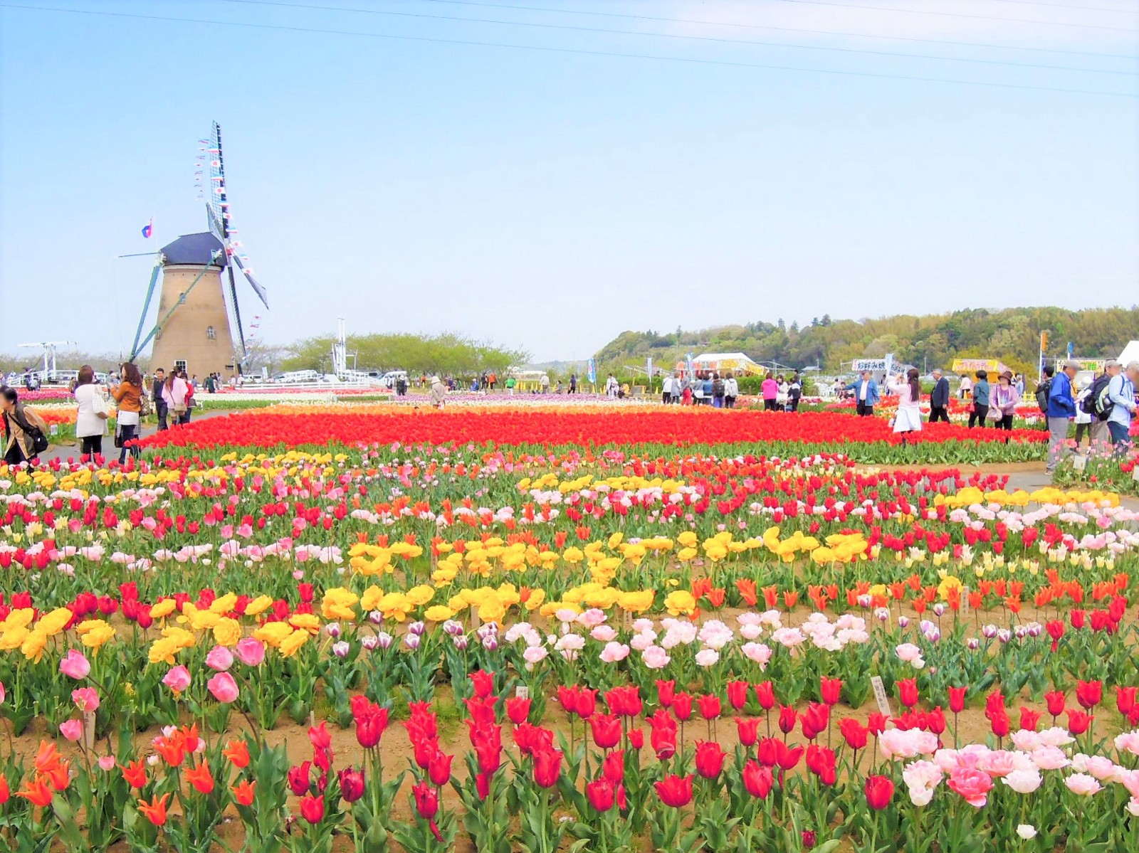 Sakura Tulip Festa 2020