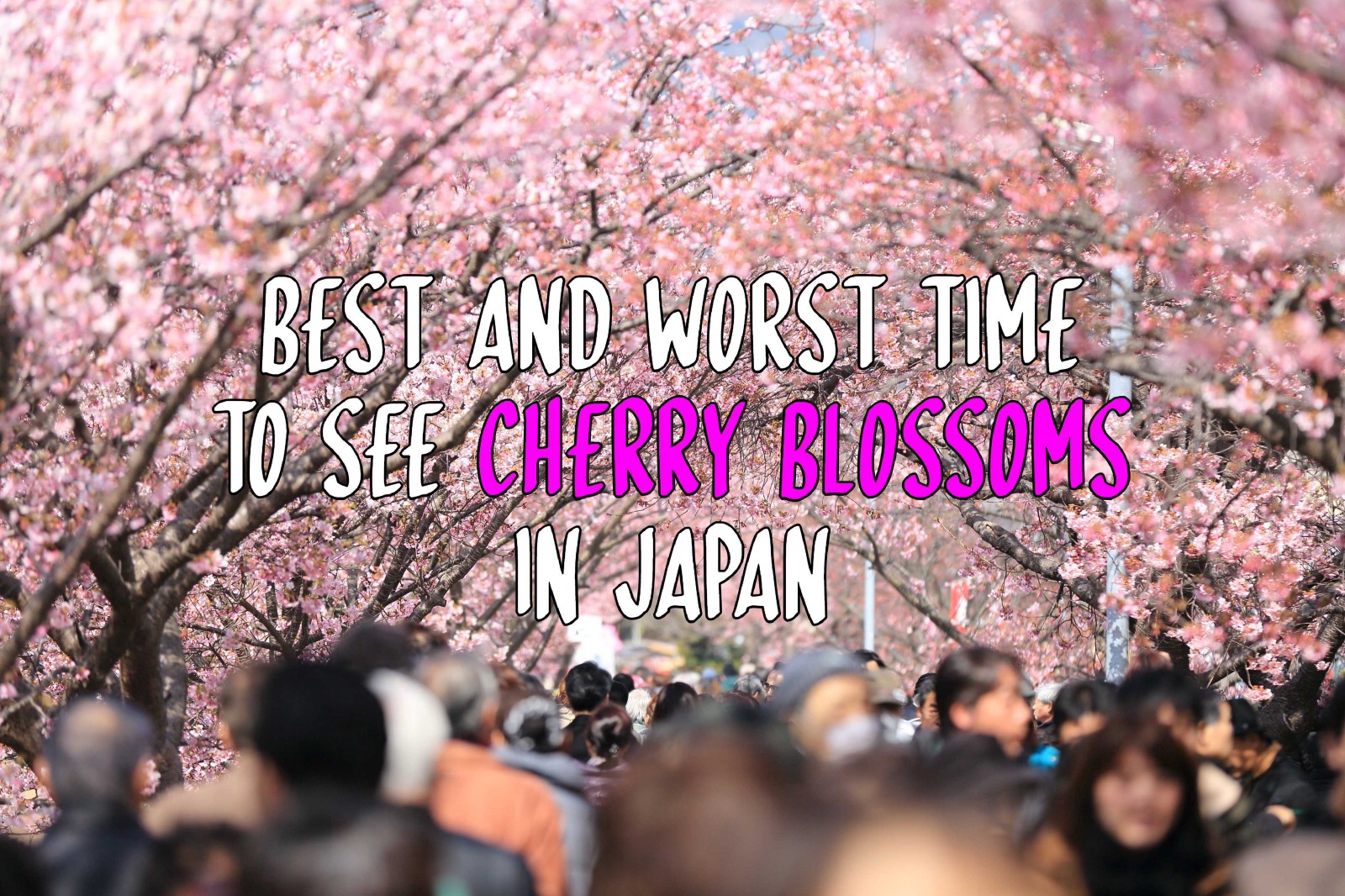 Best Time To See Cherry Blossoms In Japan In 2020 Japan Web Magazine
