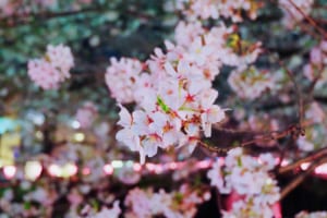 Facts about Cherry Blossoms in Japan