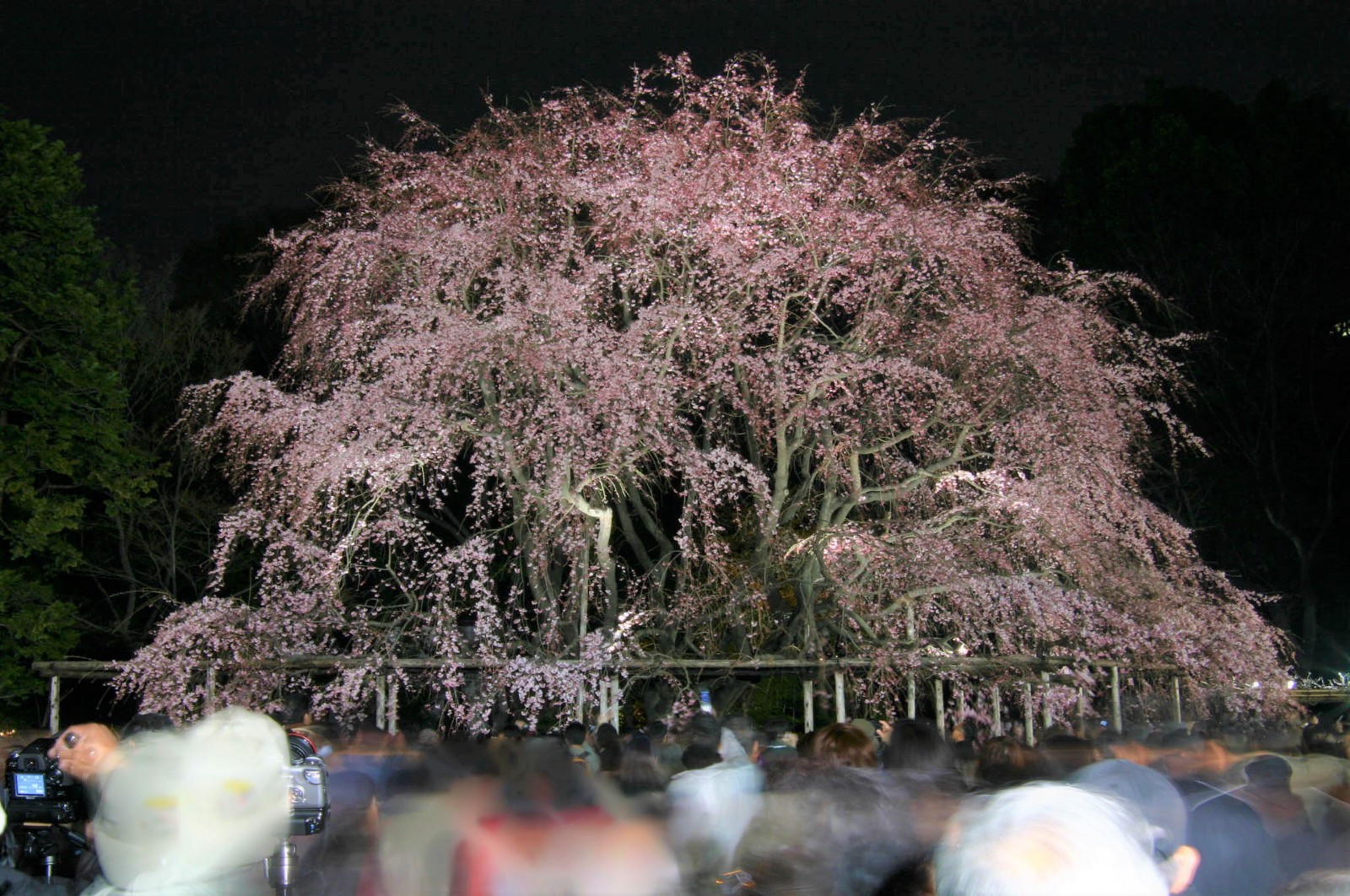 Rikugien Garden Cherry Blossoms