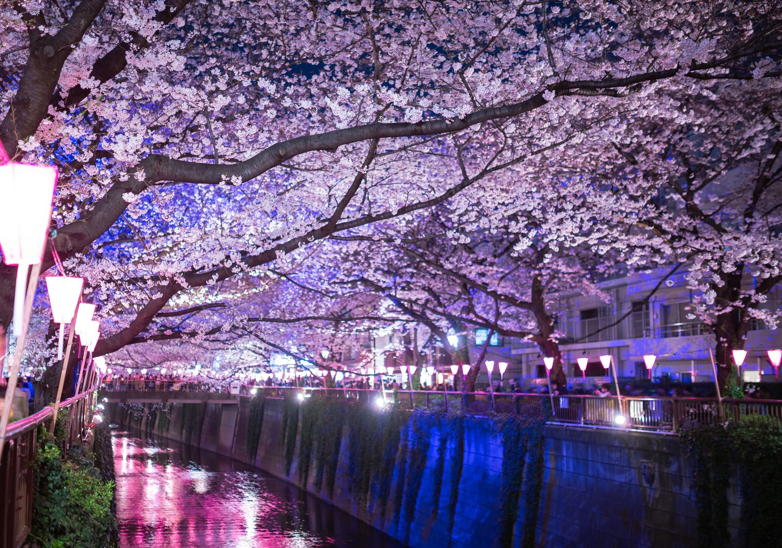 5 mejores lugares para ver flores de cerezo nocturno en Tokio Blog