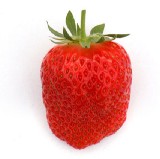 吉村草莓園 | 益子的草莓採摘