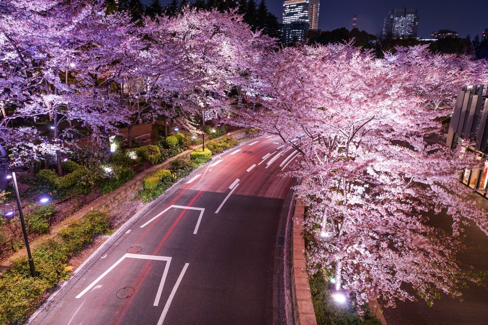 Tokyo Midtown Cherry Blossoms