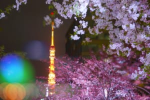 5 Best Places to See Night Cherry Blossoms in Tokyo