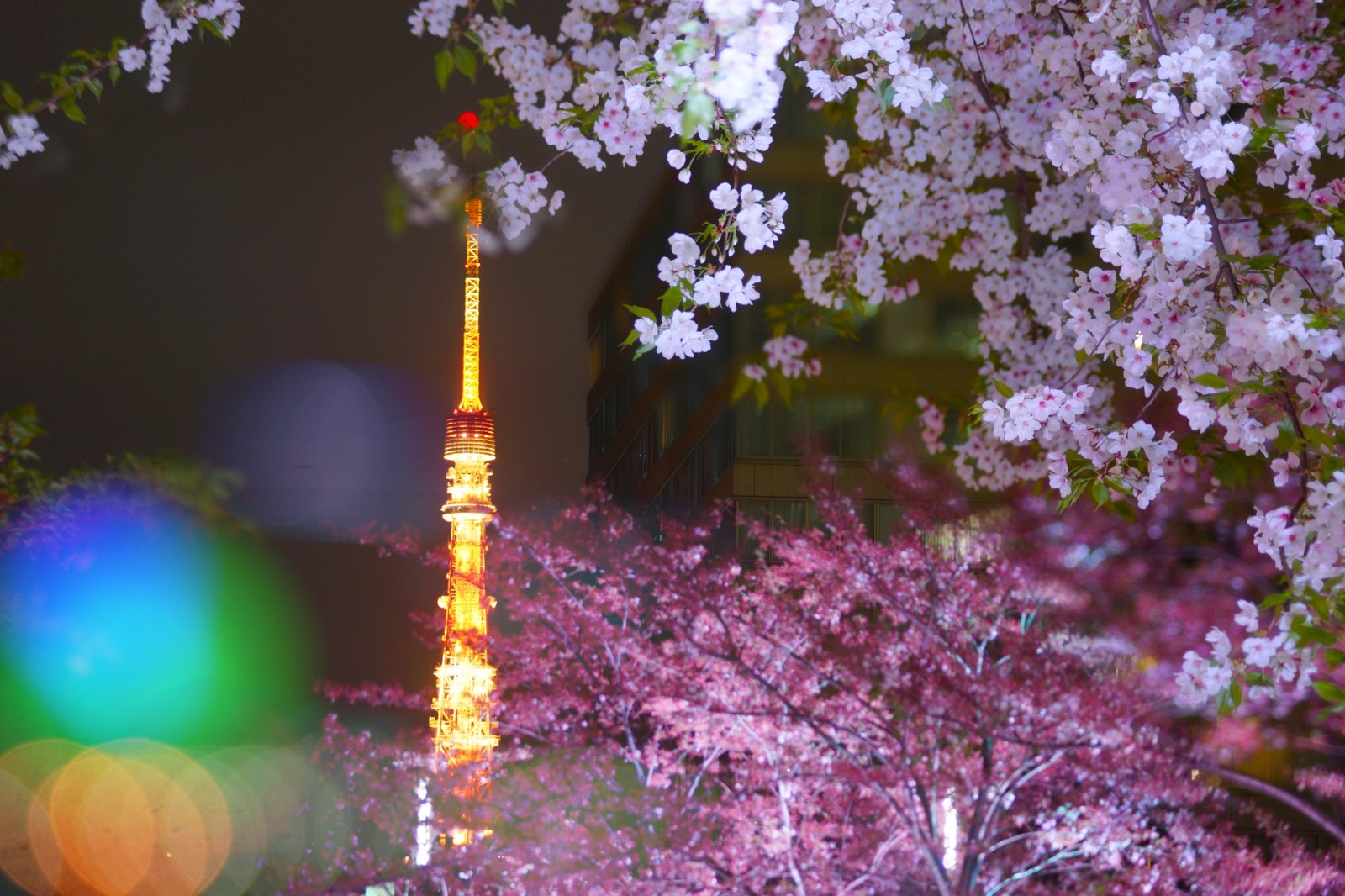 Yozakura: cherry blossoms illuminated at night