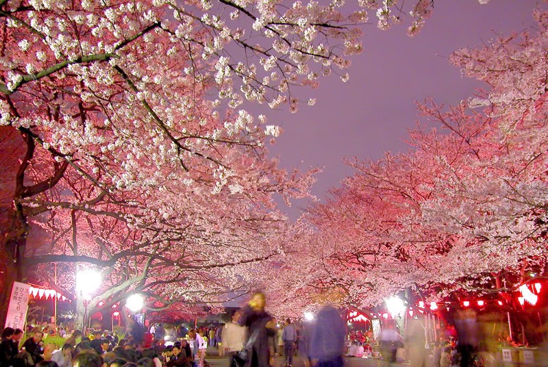 5 Best Places To See Night Cherry Blossoms In Tokyo   Japan Web Magazine