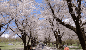 Perfect Place to View Cherry Blossoms near Tokyo in April: Akagi Thousand Cherry Blossoms