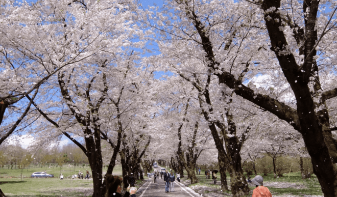 Perfect Place to View Cherry Blossoms near Tokyo in April: Akagi ...